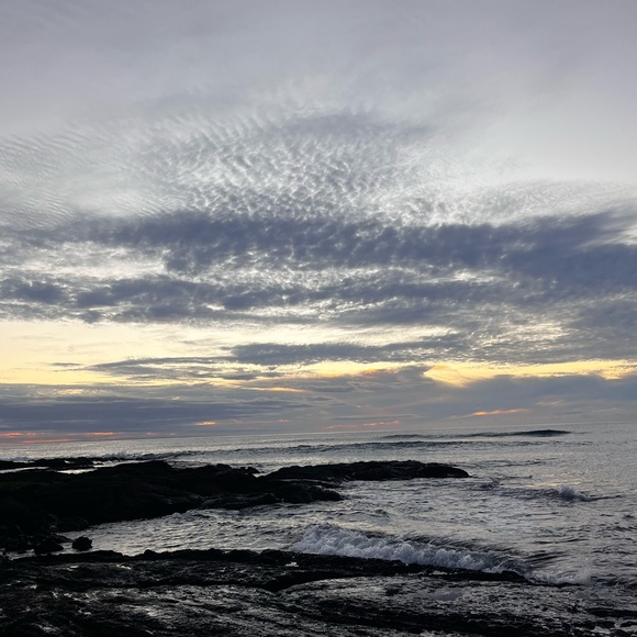 Meet your Posher, Portia - Picture 1 of 1